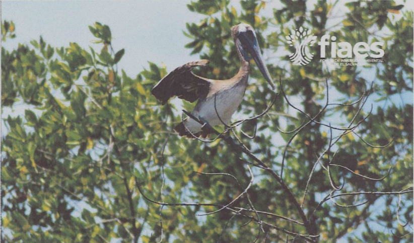 Inversión en los objetos de conservación de la reserva de biosfera y sitio Ramsar Xirialtique-Jiquilisco, El Salvador.